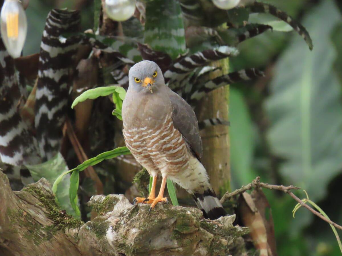 Imagen de WhatsApp 2025-01-29 a las 11.00.42_c338522c