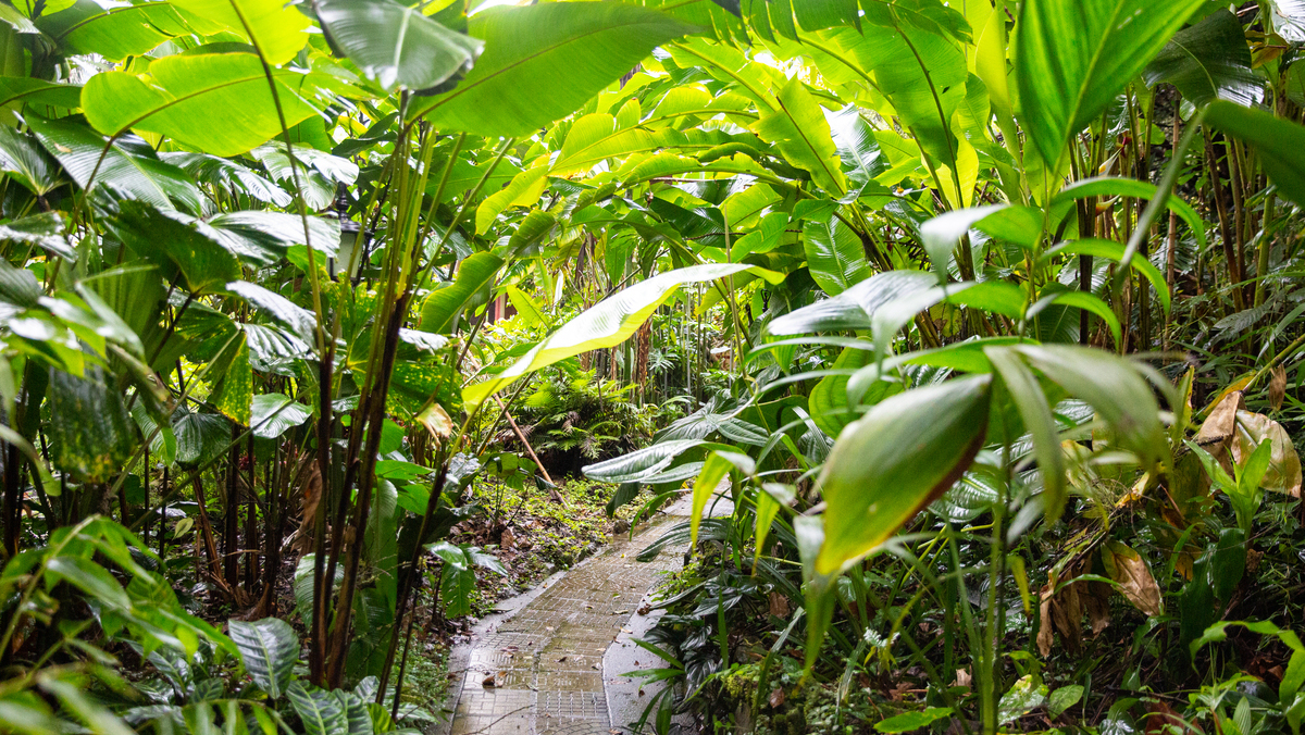 Nirvana_210 (1) (1) (1)